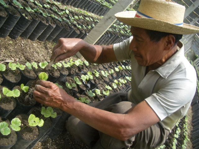 16: グアテマラ アンティグア レタナ農園 レッドブルボン FW　生豆時200ｇ