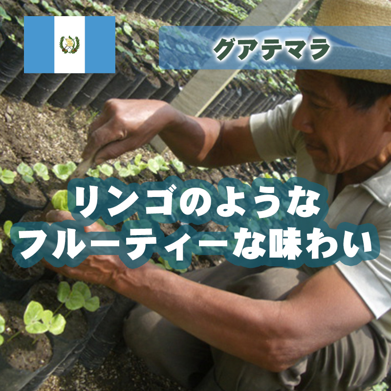 グアテマラ アンティグア レタナ農園 レッドブルボン FW　生豆時200ｇ
