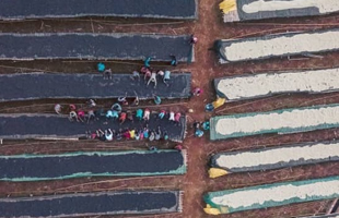 41: エチオピア イルガチェフェG1 ハルスケ ナチュラル　生豆時200ｇ