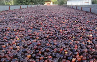 36: エチオピア モカ シダモG4 トラディショナル 生豆時200g